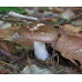 Мицелий Сыроежки цельной / Сыроежка замечательная (Russula integra)